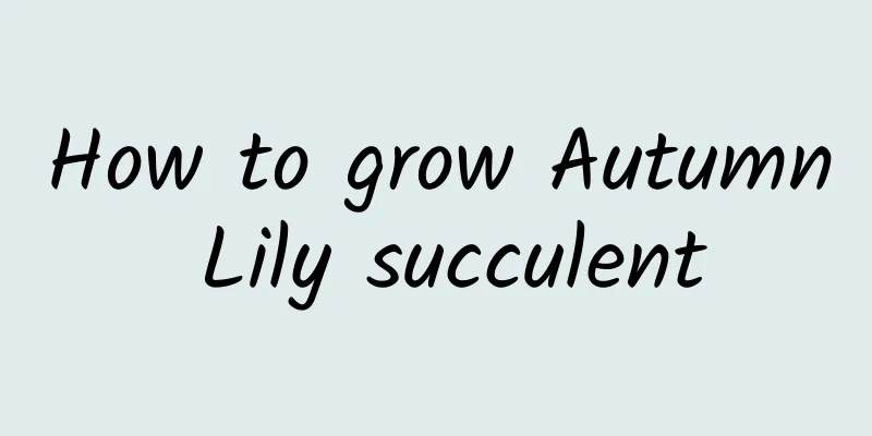 How to grow Autumn Lily succulent