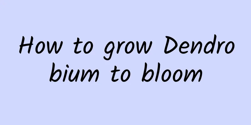 How to grow Dendrobium to bloom