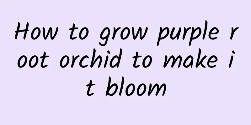 How to grow purple root orchid to make it bloom