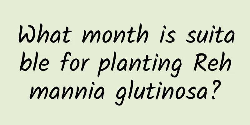 What month is suitable for planting Rehmannia glutinosa?