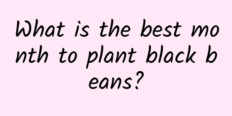 What is the best month to plant black beans?