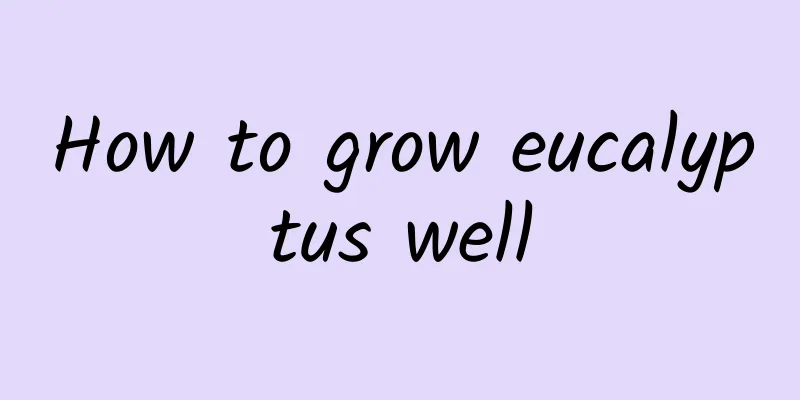 How to grow eucalyptus well