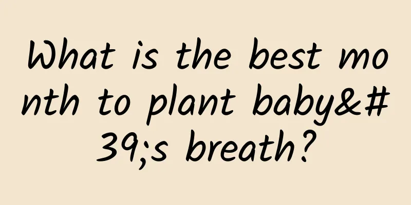 What is the best month to plant baby's breath?