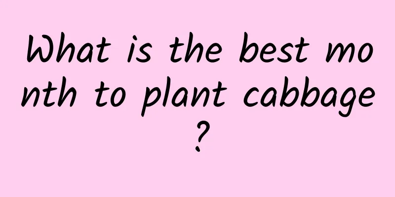 What is the best month to plant cabbage?