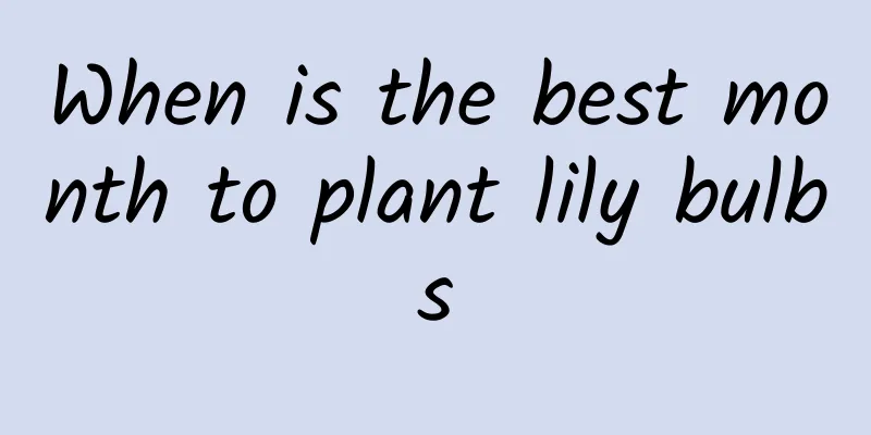 When is the best month to plant lily bulbs
