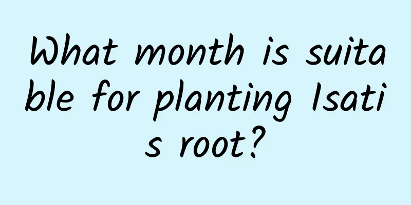 What month is suitable for planting Isatis root?