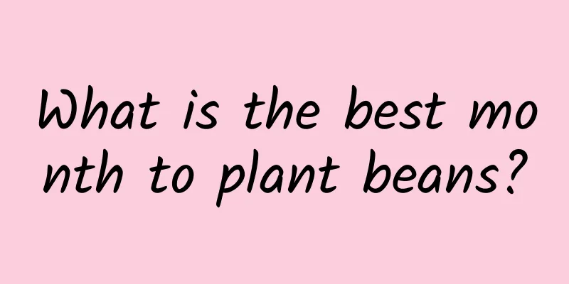 What is the best month to plant beans?