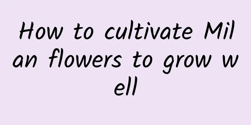 How to cultivate Milan flowers to grow well