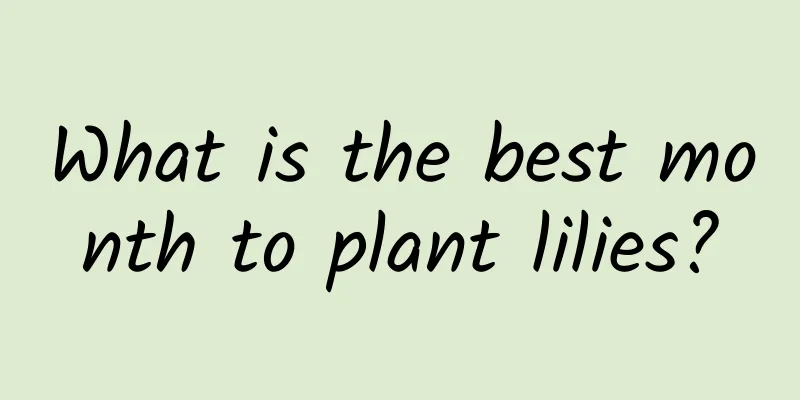 What is the best month to plant lilies?