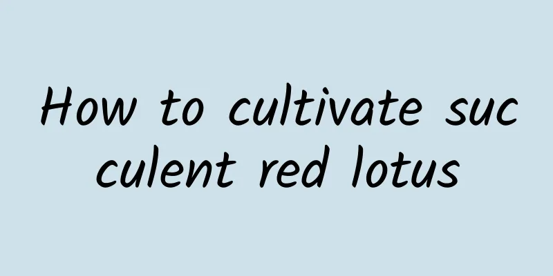 How to cultivate succulent red lotus