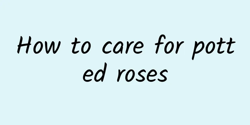 How to care for potted roses