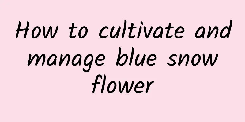 How to cultivate and manage blue snow flower