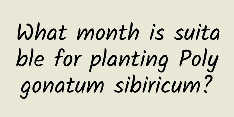 What month is suitable for planting Polygonatum sibiricum?