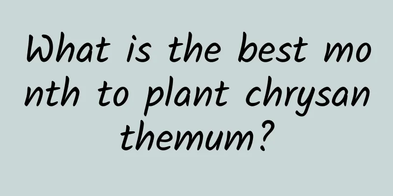 What is the best month to plant chrysanthemum?