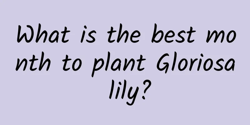 What is the best month to plant Gloriosa lily?