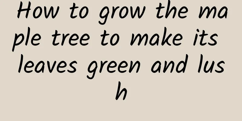 How to grow the maple tree to make its leaves green and lush