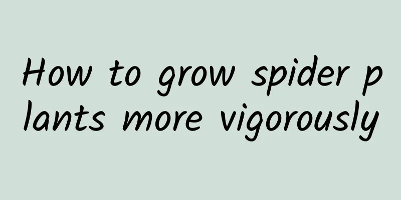 How to grow spider plants more vigorously