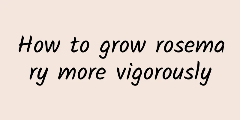 How to grow rosemary more vigorously