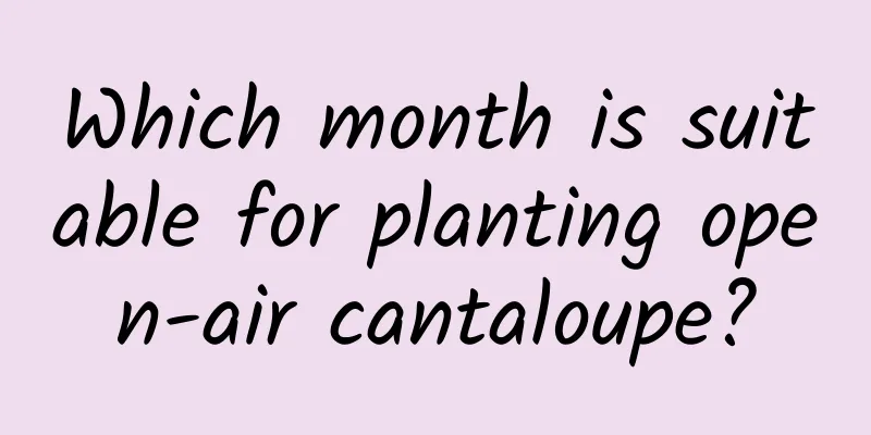 Which month is suitable for planting open-air cantaloupe?
