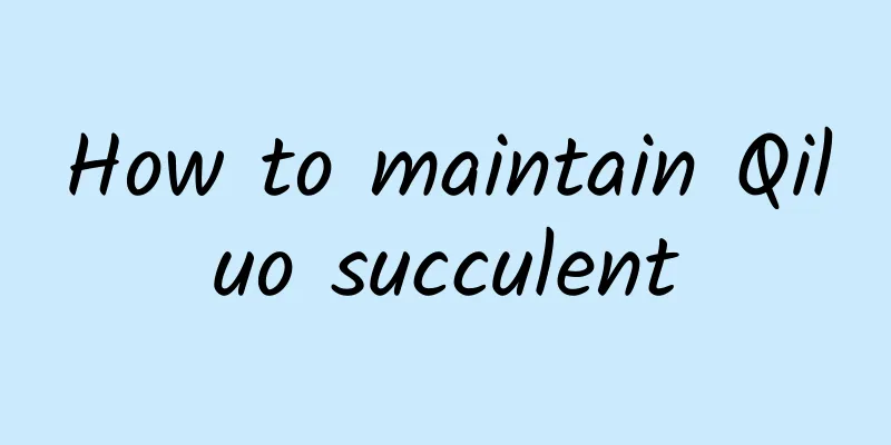 How to maintain Qiluo succulent