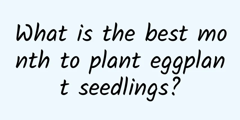 What is the best month to plant eggplant seedlings?