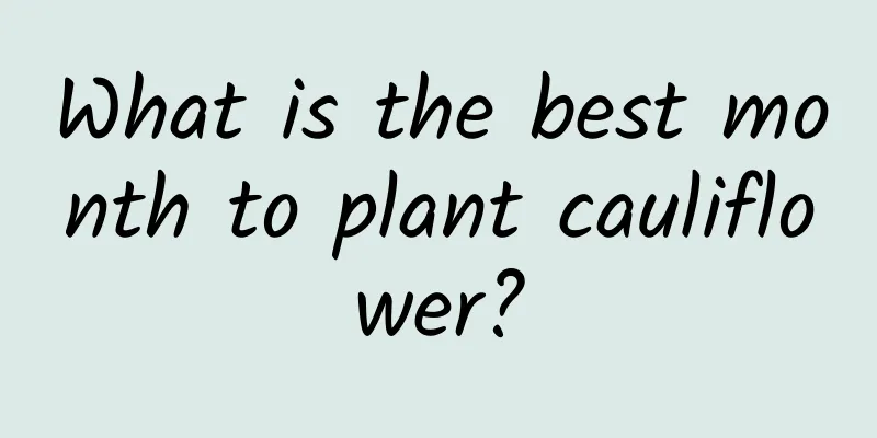 What is the best month to plant cauliflower?