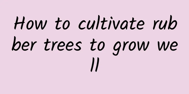 How to cultivate rubber trees to grow well