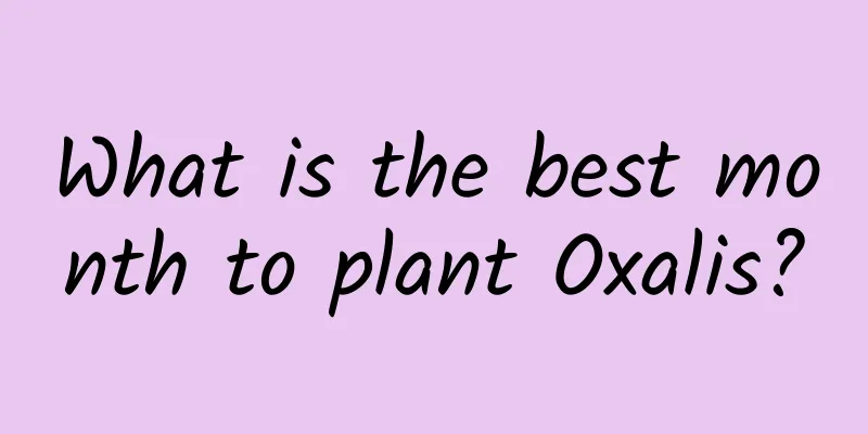 What is the best month to plant Oxalis?