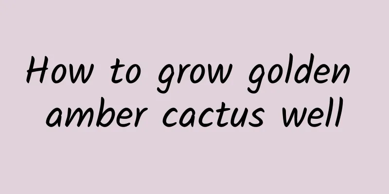 How to grow golden amber cactus well