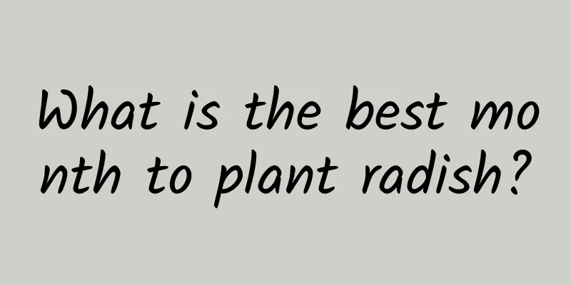 What is the best month to plant radish?