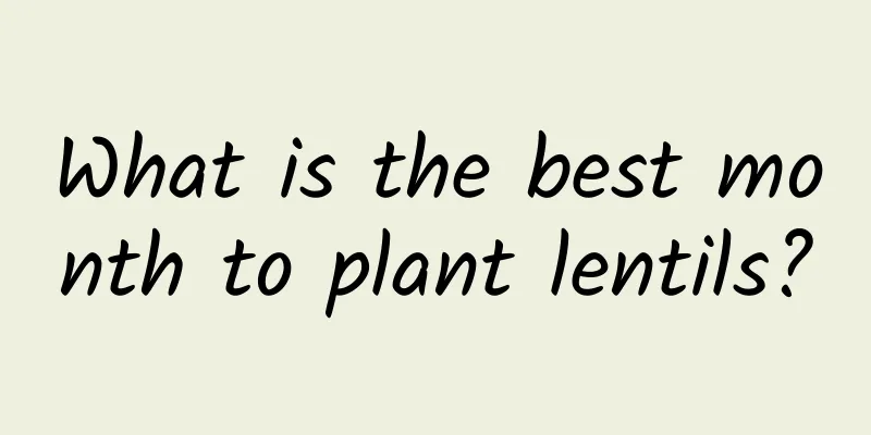 What is the best month to plant lentils?