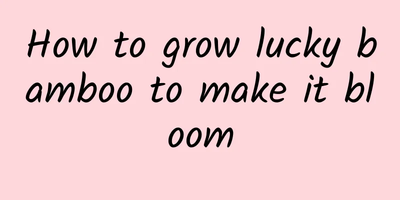 How to grow lucky bamboo to make it bloom