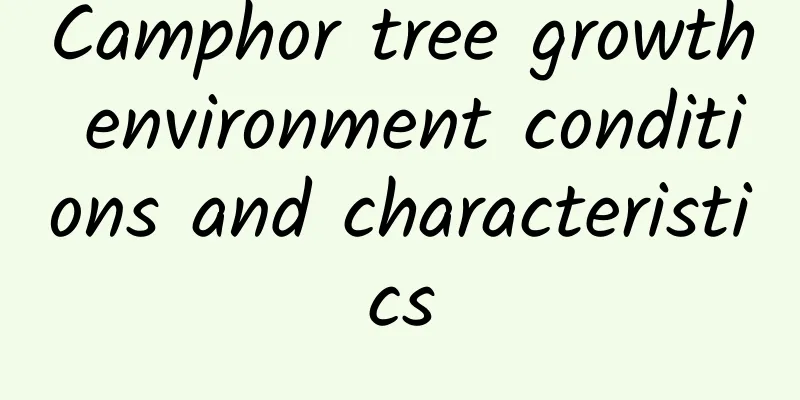 Camphor tree growth environment conditions and characteristics
