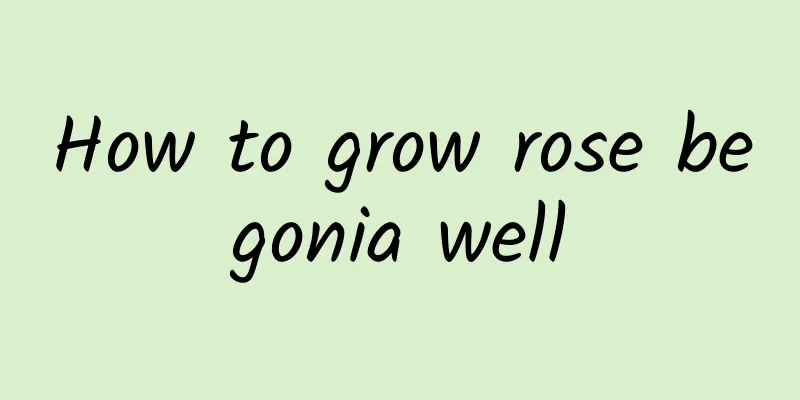 How to grow rose begonia well