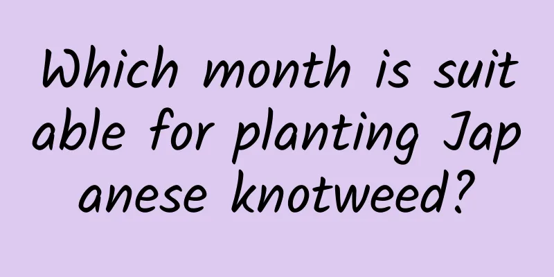 Which month is suitable for planting Japanese knotweed?