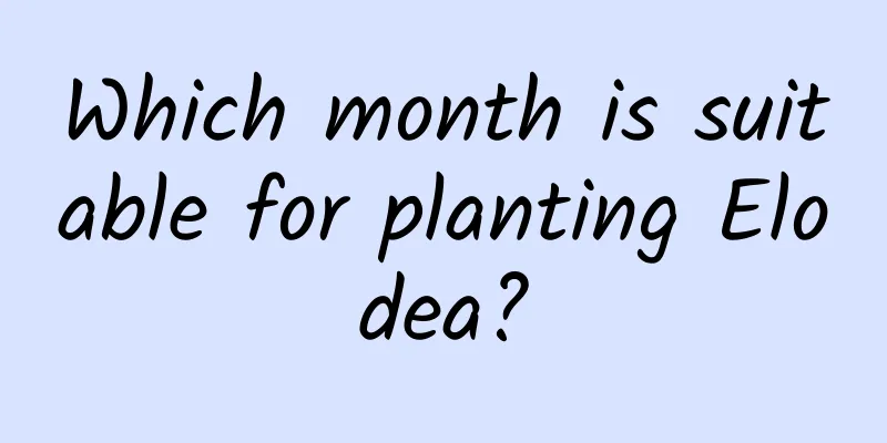 Which month is suitable for planting Elodea?