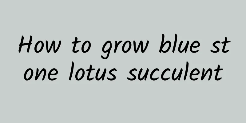 How to grow blue stone lotus succulent
