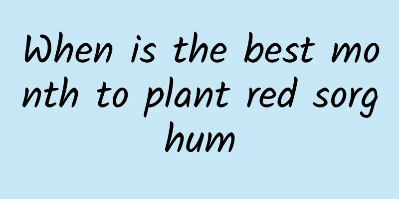 When is the best month to plant red sorghum