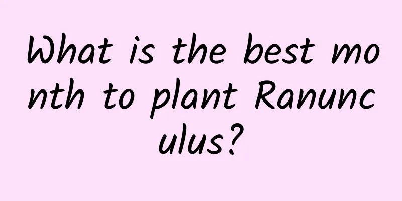 What is the best month to plant Ranunculus?