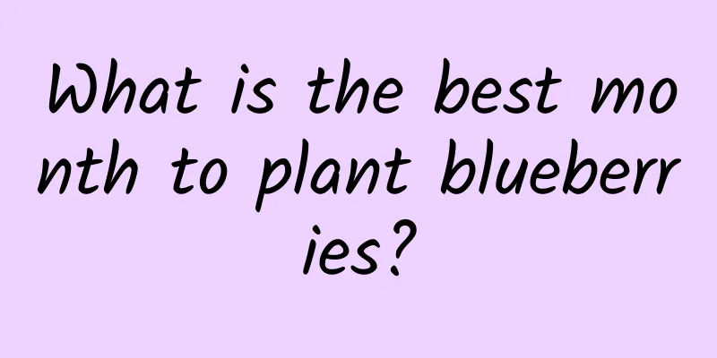 What is the best month to plant blueberries?