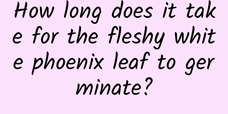 How long does it take for the fleshy white phoenix leaf to germinate?