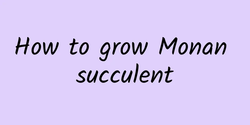 How to grow Monan succulent