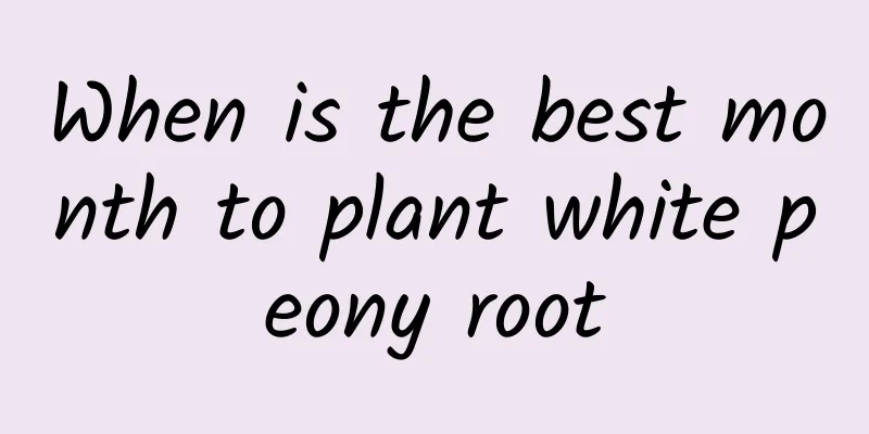 When is the best month to plant white peony root