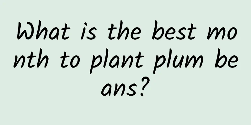 What is the best month to plant plum beans?