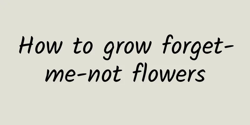 How to grow forget-me-not flowers