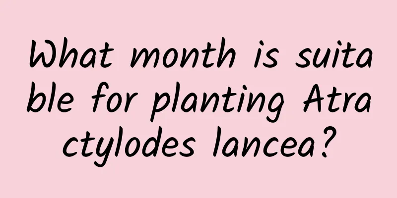 What month is suitable for planting Atractylodes lancea?