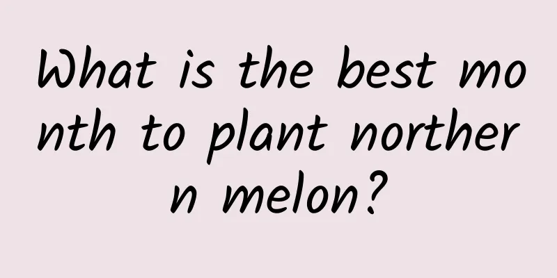 What is the best month to plant northern melon?