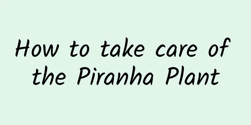 How to take care of the Piranha Plant