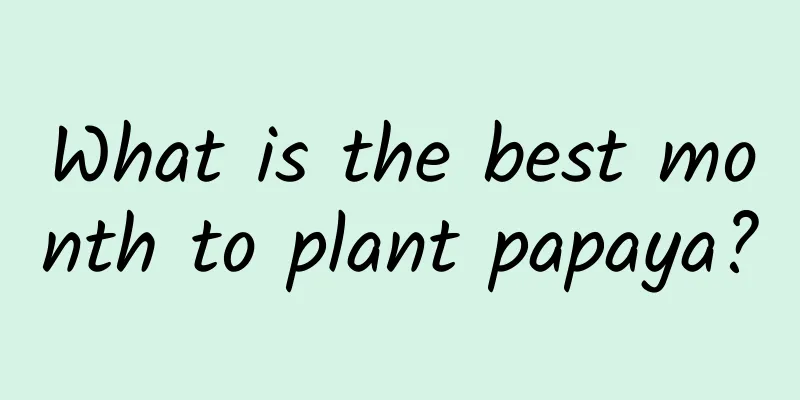 What is the best month to plant papaya?