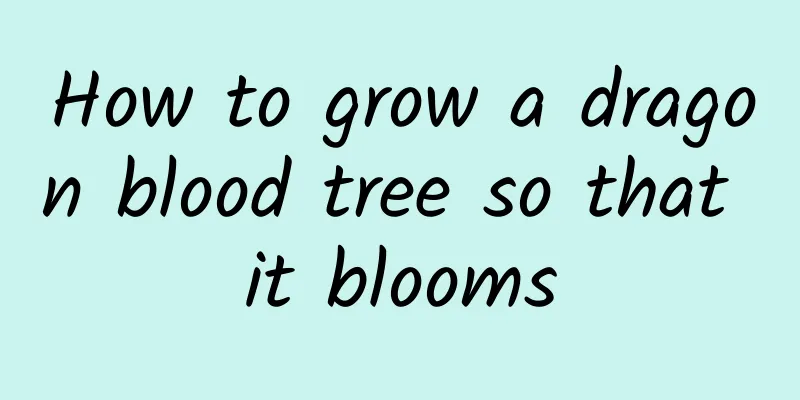 How to grow a dragon blood tree so that it blooms